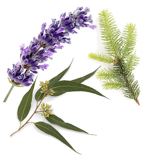 AromaMist Essential Oils 3-Pack - Eucalyptus, Lavender & Spruce, 4oz Bottles — view 2
